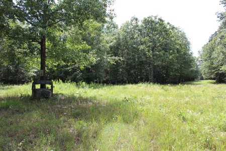 Off- Grid Hunting Paradise in Red River County Texas For Sale - image 4