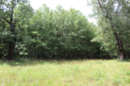 Off- Grid Hunting Paradise in Red River County Texas For Sale - image 9