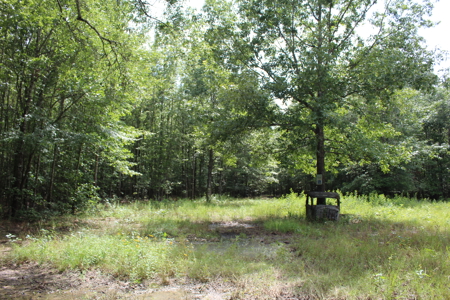 Off- Grid Hunting Paradise in Red River County Texas For Sale - image 1