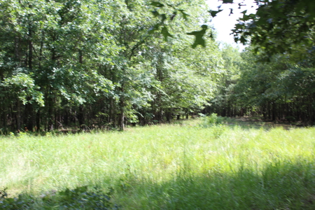 Off- Grid Hunting Paradise in Red River County Texas For Sale - image 16