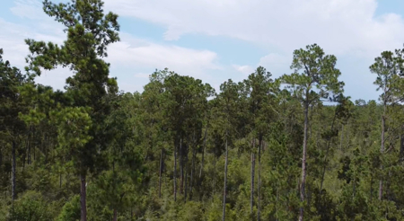 Raw Land – Paradise Near McCormick Lake! - image 4
