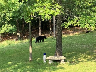 Private Ozarks Retreat on 42 Acres Bordering Conservation Land - image 40