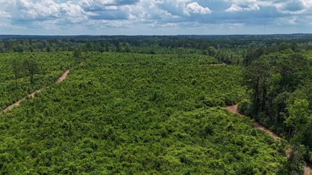 Small Hunting Tract FOR SALE in Amite County, MS - image 8