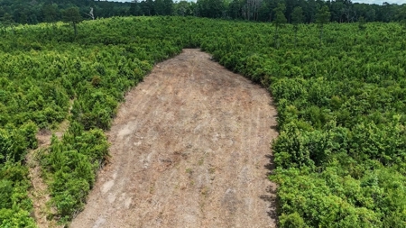 Small Hunting Tract FOR SALE in Amite County, MS - image 14