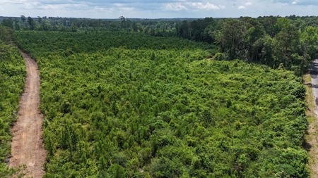 Small Hunting Tract FOR SALE in Amite County, MS - image 5