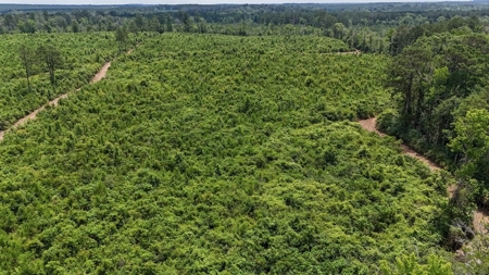 Small Hunting Tract FOR SALE in Amite County, MS - image 7
