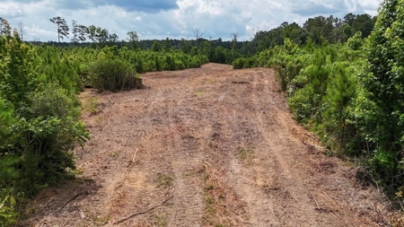 Small Hunting Tract FOR SALE in Amite County, MS - image 12