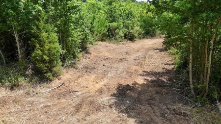 Small Hunting Tract FOR SALE in Amite County, MS - image 4