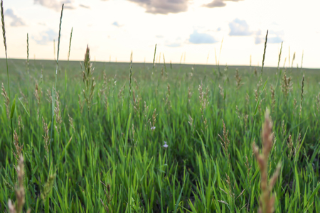 Pintail Flatt Grazing Unit & New Home- Dodson, Montana - image 8