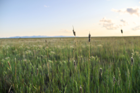 Pintail Flatt Grazing Unit & New Home- Dodson, Montana - image 5