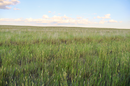 Pintail Flatt Grazing Unit & New Home- Dodson, Montana - image 26