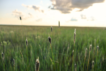 Pintail Flatt Grazing Unit & New Home- Dodson, Montana - image 22