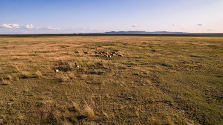Pintail Flatt Grazing Unit & New Home- Dodson, Montana - image 7