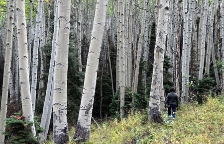 Home for Sale on 39 Acres of Land in Ridgway, Colorado! - image 30