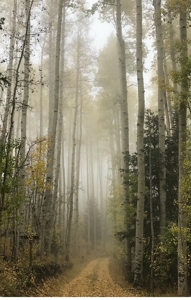 Home for Sale on 39 Acres of Land in Ridgway, Colorado! - image 29