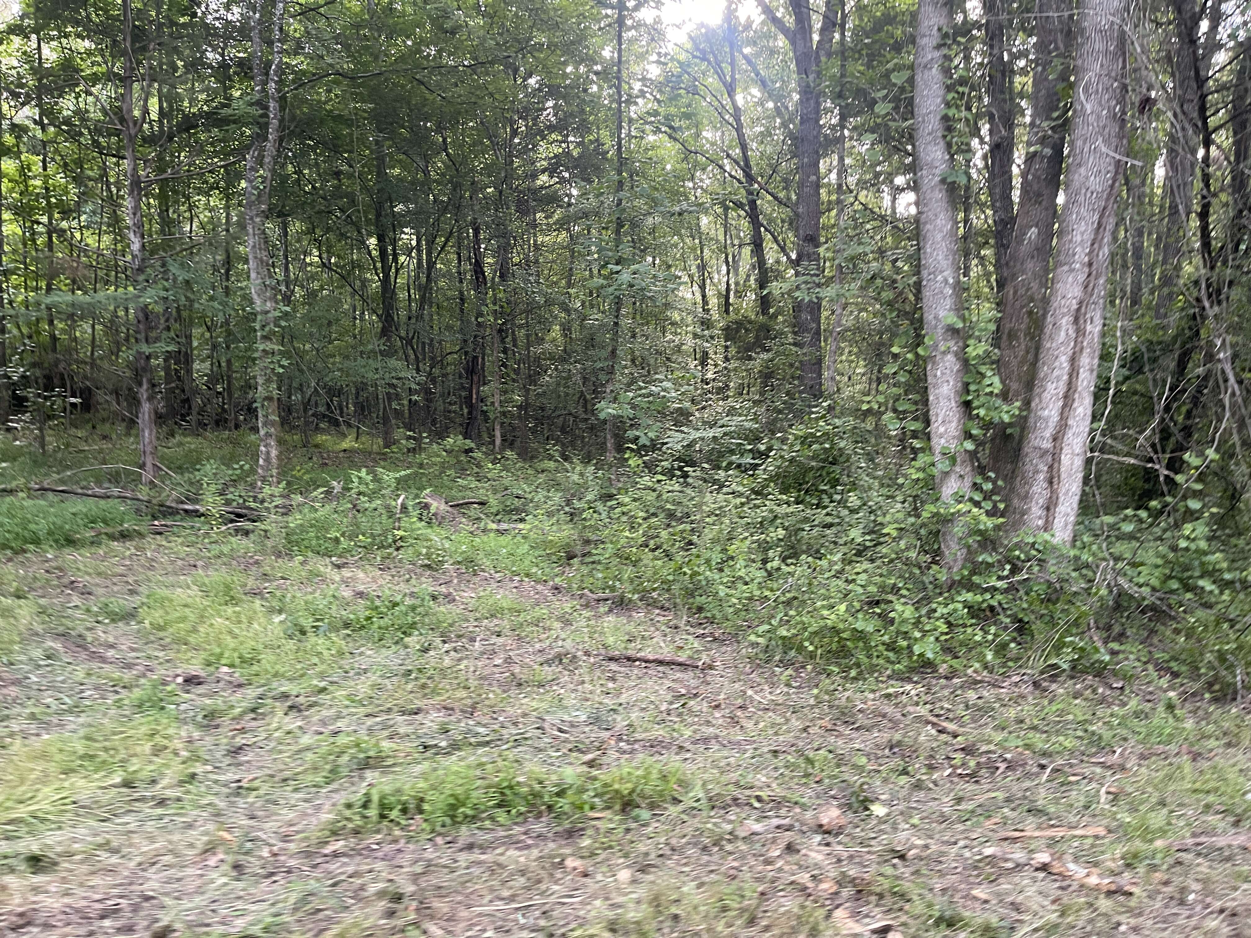 Hunting Land With Spring / Creek In Hardin County, 100 Acres+/-