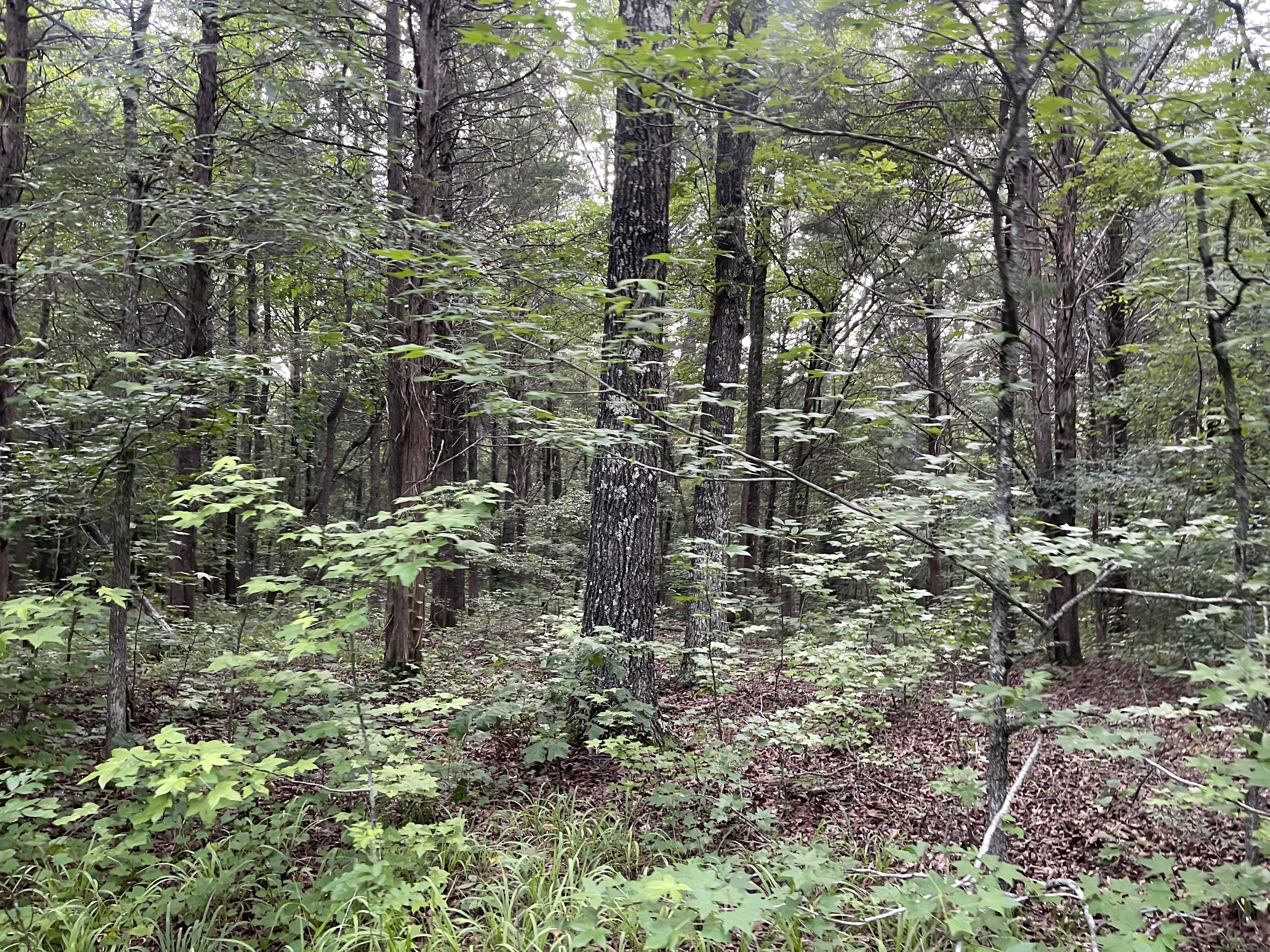 Hunting Land With Spring / Creek In Hardin County, 100 Acres+/-