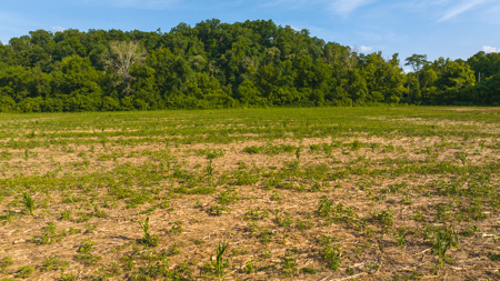 Creekfront Row Crop Land in East Tennessee Land Greene County - image 19