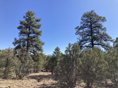 Mostly Level 3.16 Acre Lot In Parkview Hills With Lots Of Trees - image 3