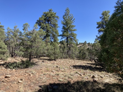 Mostly Level 3.16 Acre Lot In Parkview Hills With Lots Of Trees - image 2