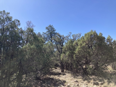 Mostly Level 3.16 Acre Lot In Parkview Hills With Lots Of Trees - image 4