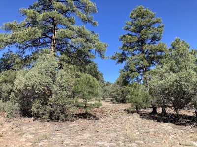 Mostly Level 3.16 Acre Lot In Parkview Hills With Lots Of Trees - image 13