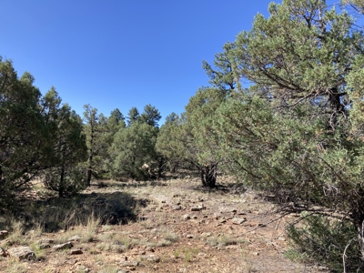 Mostly Level 3.16 Acre Lot In Parkview Hills With Lots Of Trees - image 5