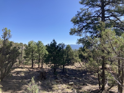 Mostly Level 3.16 Acre Lot In Parkview Hills With Lots Of Trees - image 7