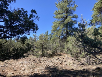 Mostly Level 3.16 Acre Lot In Parkview Hills With Lots Of Trees - image 10