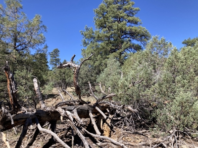 Mostly Level 3.16 Acre Lot In Parkview Hills With Lots Of Trees - image 1