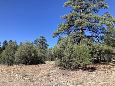 Mostly Level 3.16 Acre Lot In Parkview Hills With Lots Of Trees - image 12