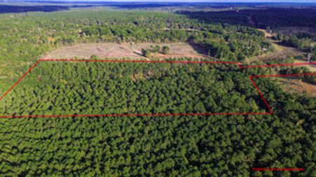 East Texas Land For Sale Offering Hunting, Recreation, Homesite - image 2