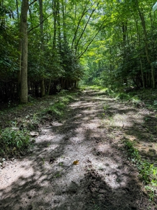 Laurel Fork Farm: Hunt, Ride & Relax in Mountain Solitude - image 30