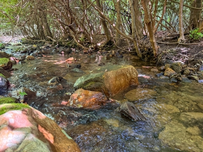 Laurel Fork Farm: Hunt, Ride & Relax in Mountain Solitude - image 31