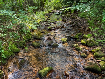 Laurel Fork Farm: Hunt, Ride & Relax in Mountain Solitude - image 23
