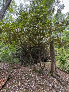 Laurel Fork Farm: Hunt, Ride & Relax in Mountain Solitude - image 4