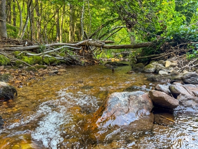 Laurel Fork Farm: Hunt, Ride & Relax in Mountain Solitude - image 42