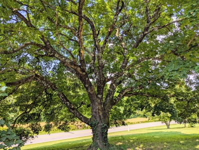 Ranch Style Home with Full Basement For Sale in Patrick County VA - image 20