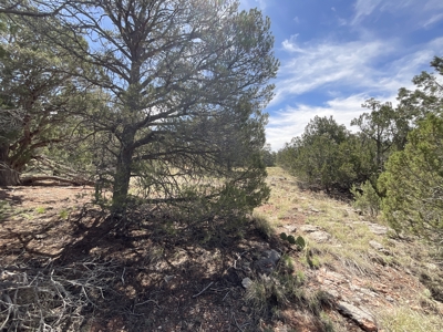 Land for sale near National Forest in Arizona - image 3
