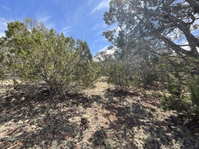 Land for sale near National Forest in Arizona - image 1