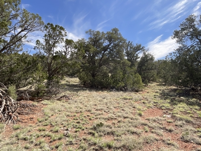 Land for sale near National Forest in Arizona - image 4