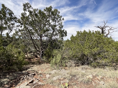 Land for sale near National Forest in Arizona - image 5