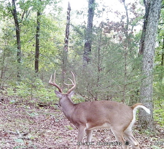 St. Clair County MO Recreational Land for Sale, 108 Acres - image 17