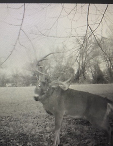St. Clair County MO Recreational Land for Sale, 108 Acres - image 23