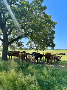 Ranch for Sale Montague County Texas Hunting Land Properties - image 29