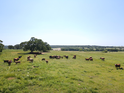 Ranch for Sale Montague County Texas Hunting Land Properties - image 7