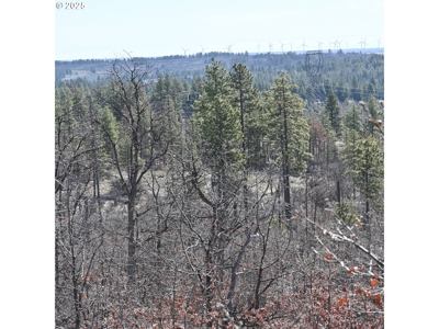20 Acres with Cabin, Creek, in Klickitat County, Near Bickleton - image 8