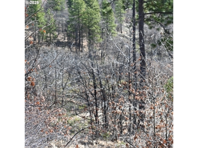 20 Acres with Cabin, Creek, in Klickitat County, Near Bickleton - image 9