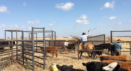 Land for Sale Henrietta Clay County North Texas Ranches - image 43