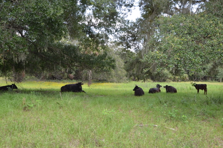 Beautiful secluded Creekside Stilt Cabin in Arcadia, Florida! - image 30